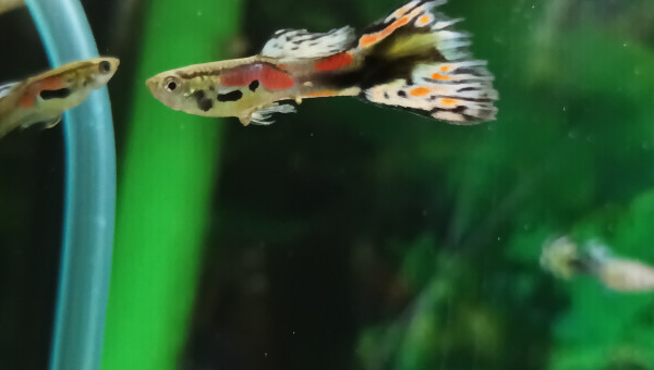 le voilà le vert Flo noir rouge orange rose tout les couleurs arc-en-ciel