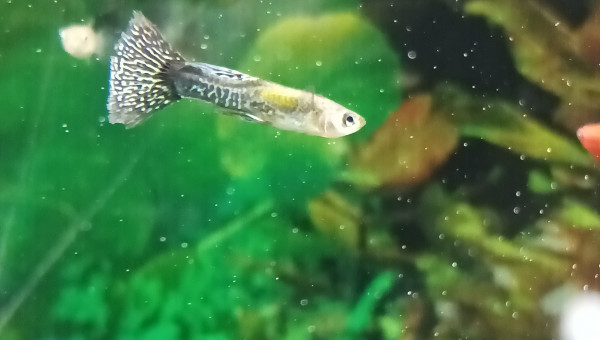 définitivement mort après avoir eu la queue voiles qui commençait à grignoter.