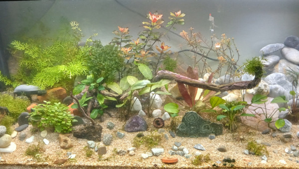 Tendriliquescence 2 mois