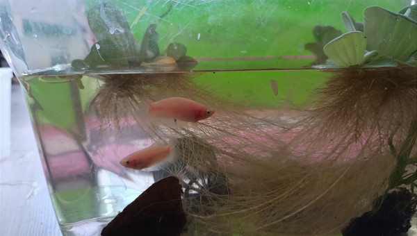 Retour de pique nique !