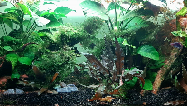 Je vous jure, il y a des poissons dedans.