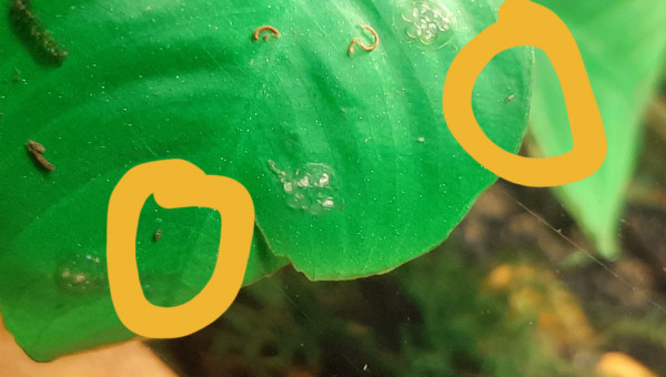 I Want to believe : photo flou de bêtes mystérieuses