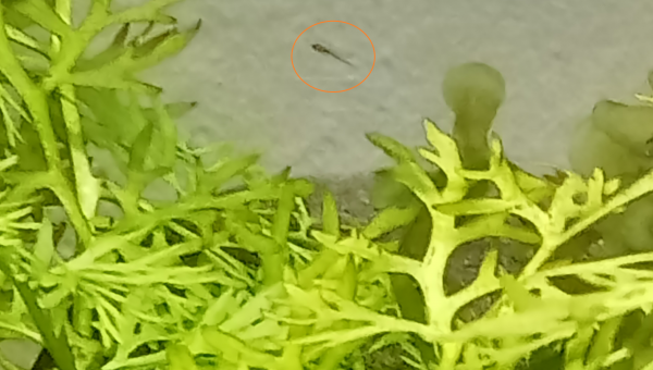 Bébé érythromicron