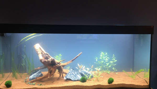 Aquarium Marie après mise en eau