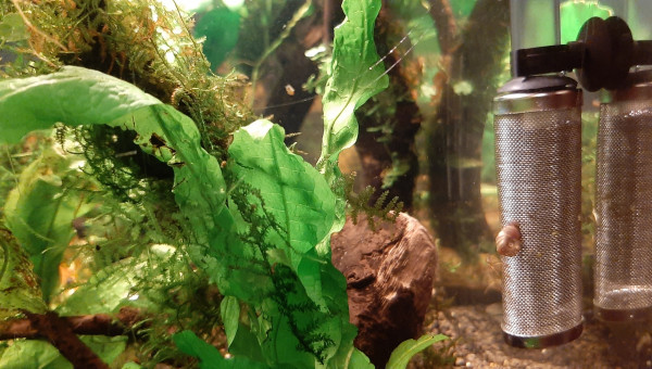 Installation crépine et mousse