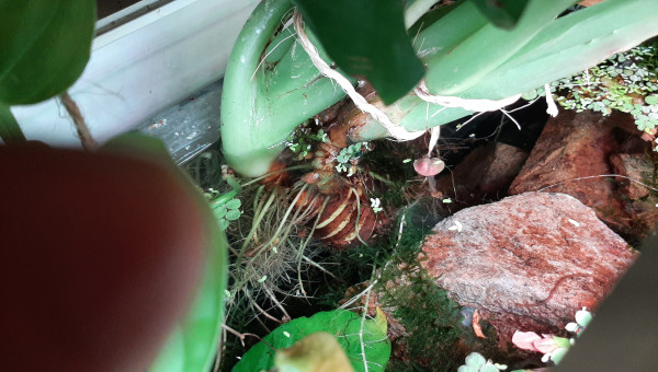 Pothos, alocasia, monstera