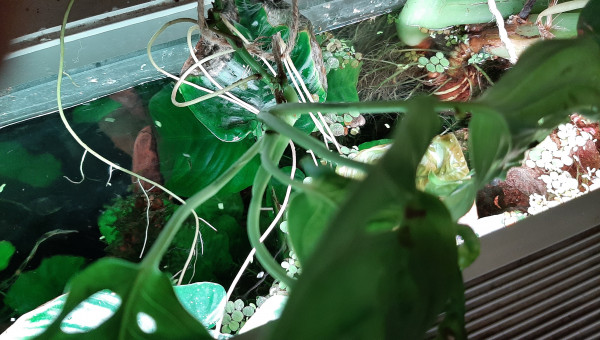 Pothos, alocasia, monstera