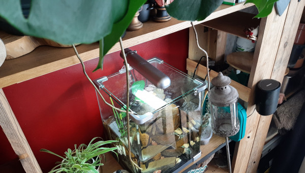 Monstera deliciosa en quête d'un bac