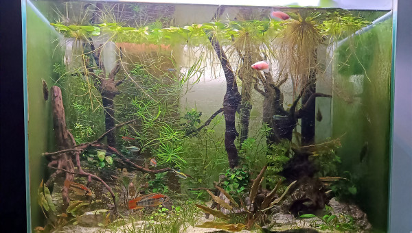 Extinction des feux chez les juniors...