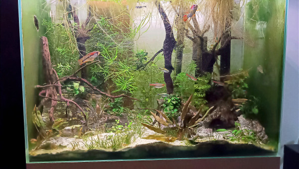 Extinction des feux chez les juniors...