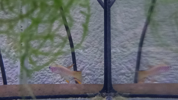 Mâle ♂️ Aphyosemion jeanhuberi Malinga GBG 93-20