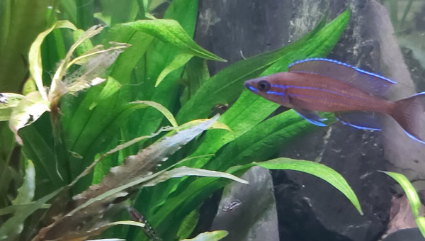 Cichlidés tanganyika planté