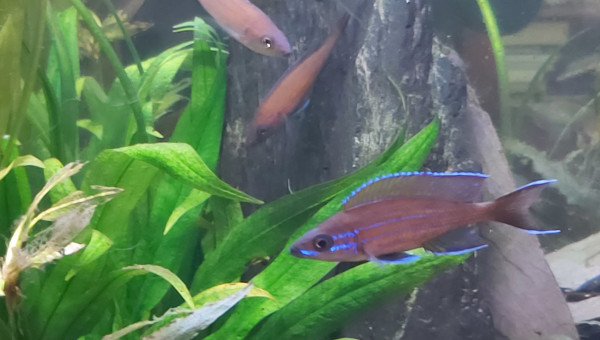 Cichlidés tanganyika planté