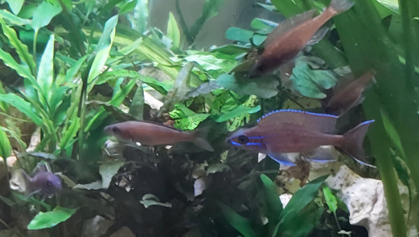 Cichlidés tanganyika planté