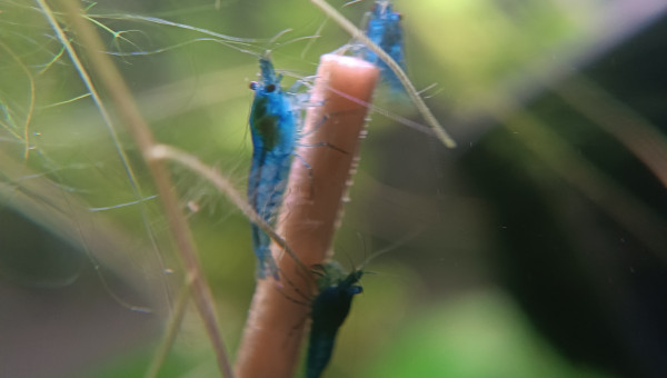 Ça grandit bien dans la nurserie. En attente de transfert dans le nano palu en fin de cyclage