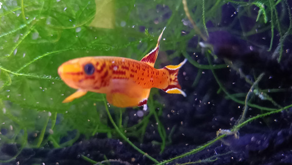 Mâle ♂️ Aphyosemion australe Doré