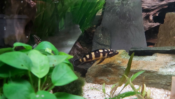 Cichlidés tanganyika planté