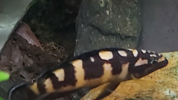 Cichlidés tanganyika planté