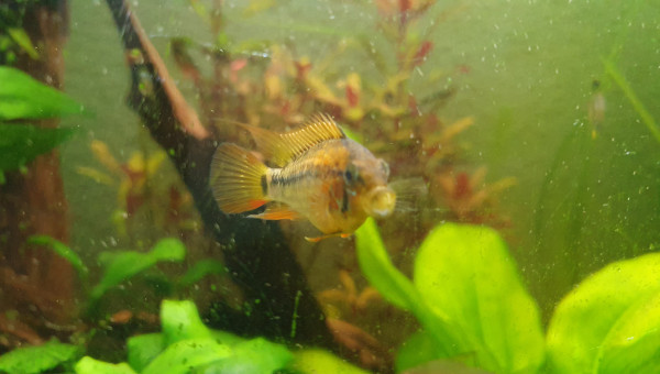 Apisto viejita