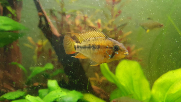 Apisto viejita