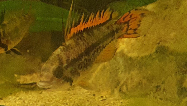 Apisto cacatoides