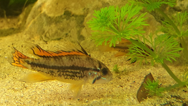 Apisto cacatoides