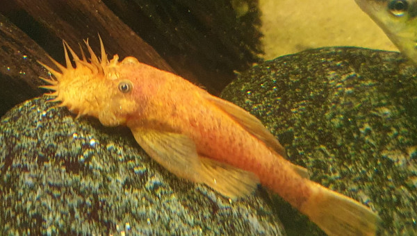 Ancistrus cuivré (red)