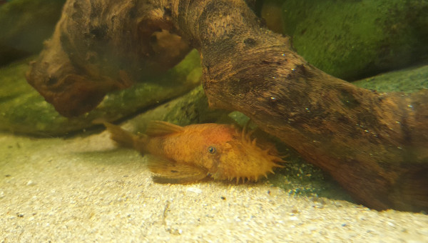 Ancistrus cuivré (red)