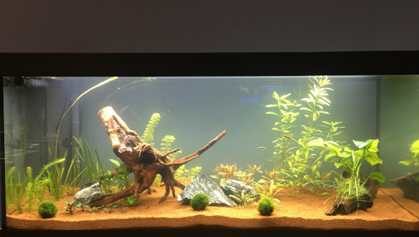 Aquarium Marie 1 mois après mise en eau