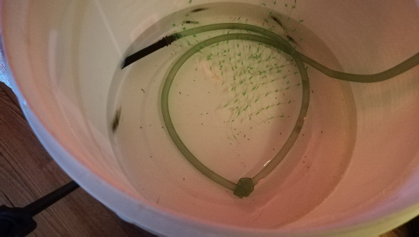 Projet Gribites devient Gribites