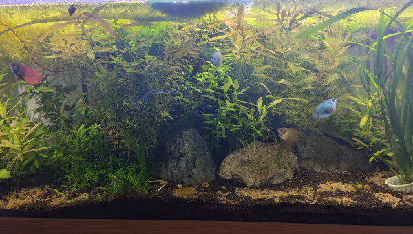Update - Simple Scape