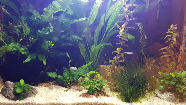 Introduction des poissons