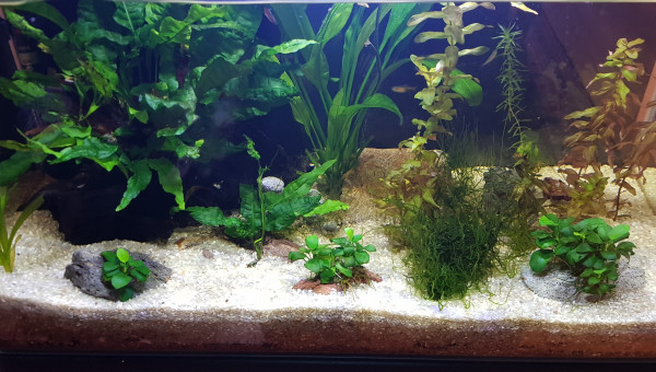 Introduction des poissons