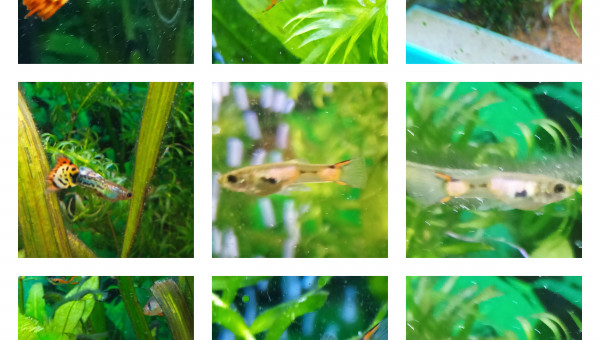 un peut de couleur pour votre journée !