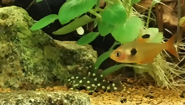 Quelques rase-moquettes...