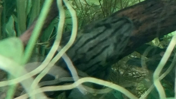 Quelques rase-moquettes...