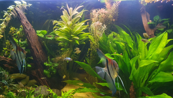 Et enfin le bac que vous connaissez