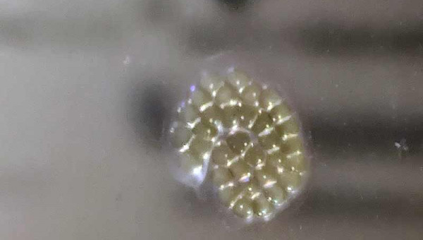 Ponte de gastéropode ?