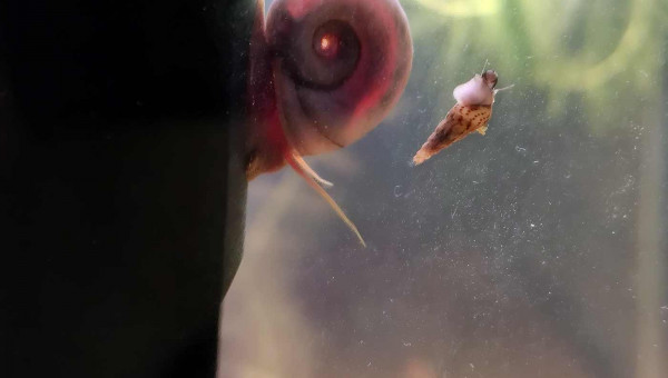 Ponte de gastéropode ?