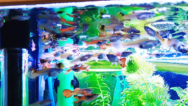 du monde ! ha bon ou ça !