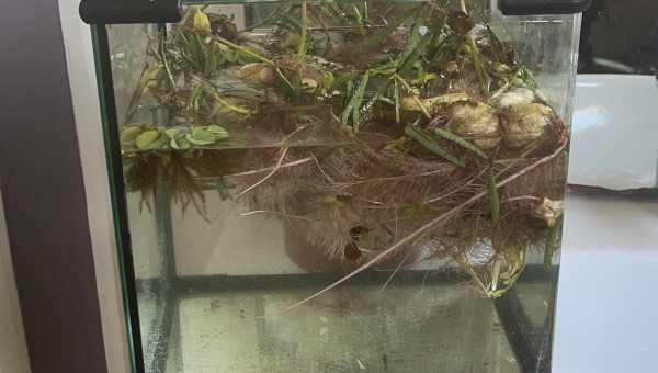 Le début du "Marécage"