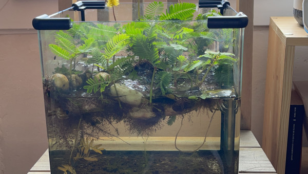 Neptunia aquatiqua Fleurit