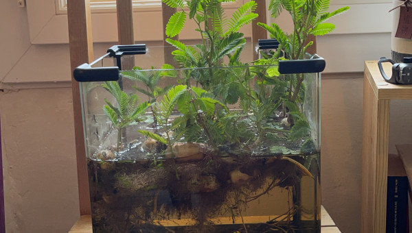 Ajout de substrat naturel venant d'une rivière