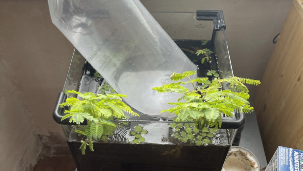 Arrivée de 3 crevettes (red caridina)