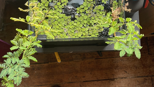 Nenuphars - Forte croissance