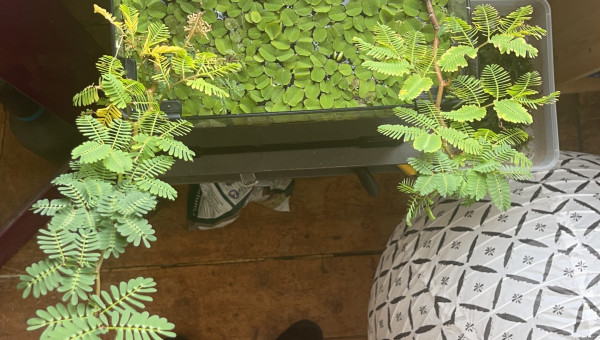 2 semaines plus tard