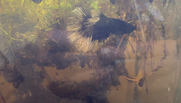 Arrivé de mon jeune betta