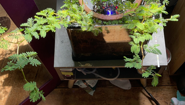 Anneau de liege et azolla