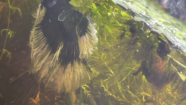 Ajout Utricularia Vulgaris