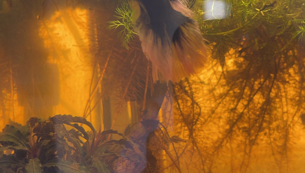 Ajout Anubia kedagang